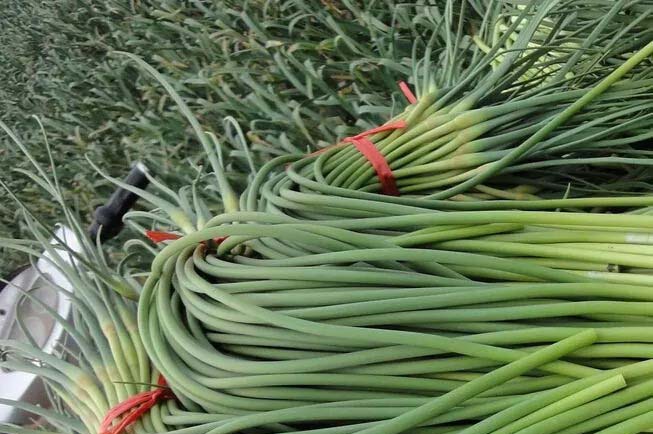 東莞橋頭蔬菜生鮮配送