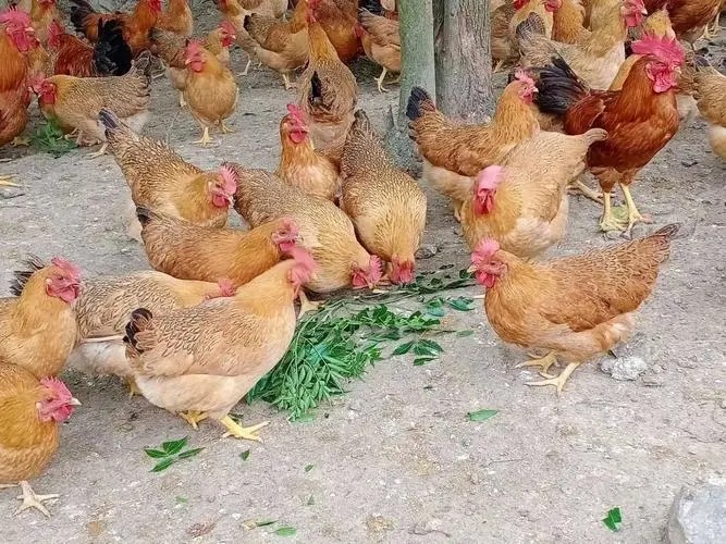 專家進(jìn)課堂！狂犬病防控知識科普宣講活動(dòng)走進(jìn)清溪晨光學(xué)校