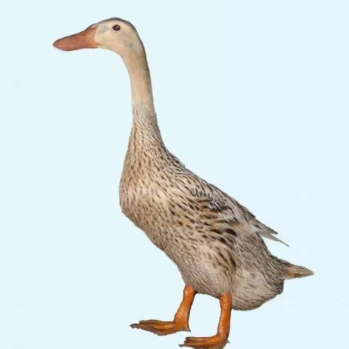 寮步新鮮食材配送，輕松享受健康美食